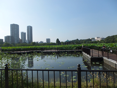 不忍池を眺める上野の縁側「蓮見茶屋」が解体され、2014年「蓮観察ゾーン」に変身。