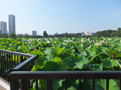 不忍池を眺める上野の縁側「蓮見茶屋」が解体され、2014年「蓮観察ゾーン」に変身。