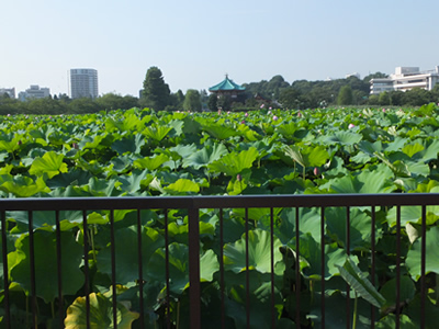 不忍池を眺める上野の縁側「蓮見茶屋」が解体され、2014年「蓮観察ゾーン」に変身。