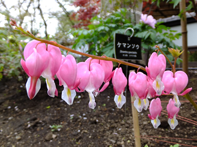 大人の婚活、修学旅行デートをしよう。上野東照宮の「ぼたん苑」は、花が好きな人におすすめです。