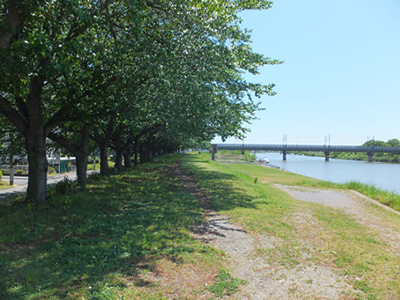 あえて地方色を活かした婚活のススメ。埼玉県吉川市を流れる中川土手は、気持ちがいい。