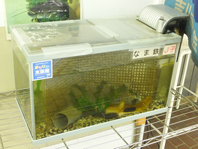 あえて地方色を活かした婚活のススメ。埼玉県吉川市の「まちなか水族館」なまずの水槽が商店など34ヵ所にあります。